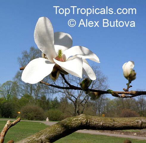 Magnolia sp., Magnolia hybrid