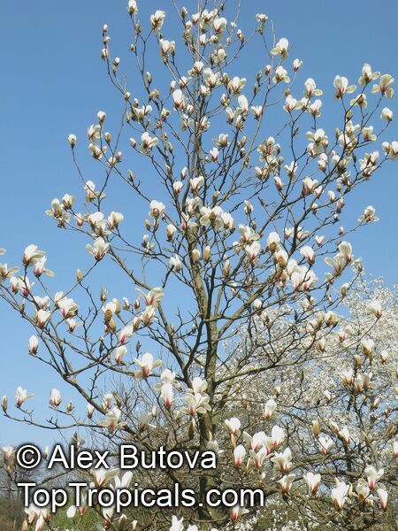 Magnolia cylindrica, Huang-shan Magnolia 