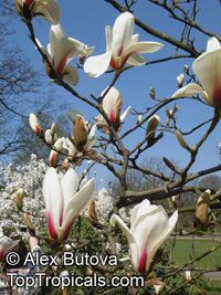 Magnolia cylindrica, Huang-shan Magnolia 

Click to see full-size image