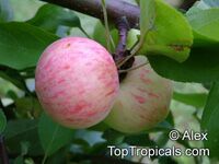 Malus x domestica, Low Chill Apple
