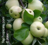 Malus x domestica, Low Chill Apple