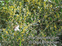 Acacia redolens, Trailing Acacia, Bank Catclaw

Click to see full-size image