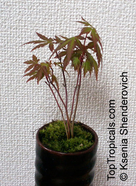Acer palmatum, Japanese maple, Palmate maple, Smooth Japanese maple