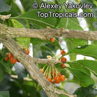 Acnistus arborescens, Hollowheart, Wild Tabbaco

Click to see full-size image