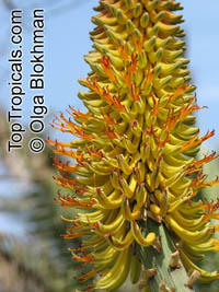 Aloe africana, African Aloe

Click to see full-size image