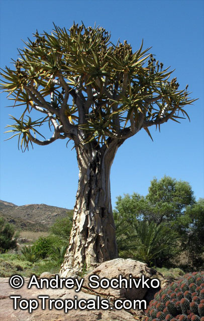 Aloidendron sp., Aloidendron, Quiver Tree
