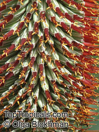 Aloe speciosa, Tilt-head Aloe

Click to see full-size image