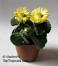 Aloinopsis sp., Aloinopsis, Living Stone

Click to see full-size image