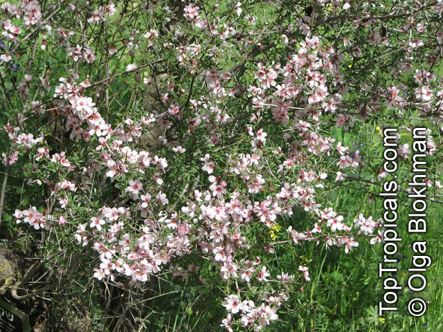 Prunus webbii, Amygdalus webbii, Wild Almond tree 