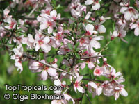 Prunus webbii, Amygdalus webbii, Wild Almond tree 

Click to see full-size image