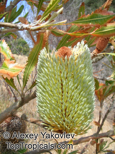 Banksia serrata, Old Man Banksia, Saw Banksia, Red Honeysuckle