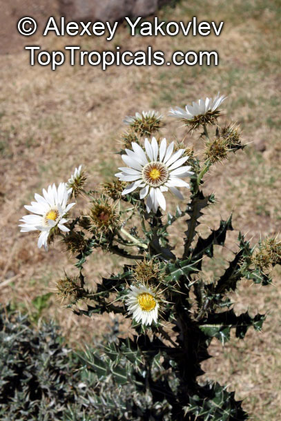 Berkheya cirsiifolia, Mohata-o-mosoueu