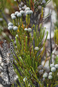 Brunia noduliflora, Brunia nodiflora, Fonteinbos, Knopbos

Click to see full-size image