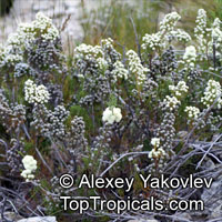 Brunia noduliflora, Brunia nodiflora, Fonteinbos, Knopbos

Click to see full-size image