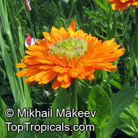 Calendula officinalis, Pot Marigold, Scotch Marigold

Click to see full-size image