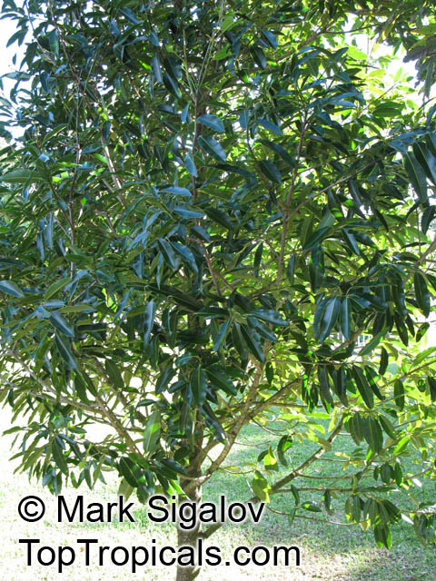 Calophyllum eputamen, Tatamaka