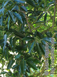 Calophyllum eputamen, Tatamaka

Click to see full-size image