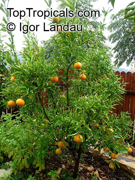Citrus reticulata, Mandarin Orange