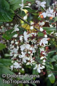 Clerodendrum schmidtii, Clerodendrum smithianum, Chains of Glory, Lightbulb Flower

Click to see full-size image