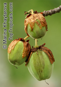 Cochlospermum religiosum, Cochlospermum gossypium , Silk Cottontree 

Click to see full-size image