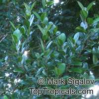 Coffea myrtifolia, Coffea vaughanii , Wild Coffee

Click to see full-size image