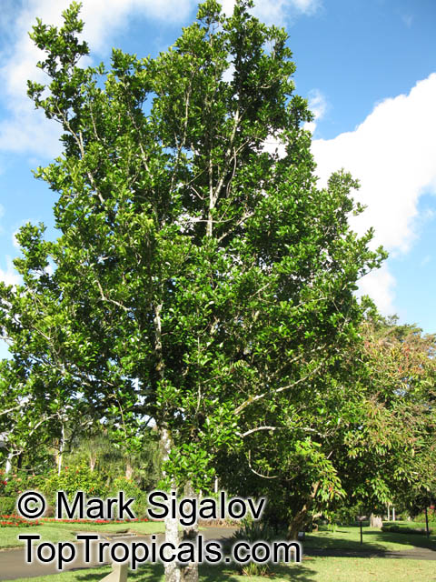 Elaeodendron sp., False Olive. Elaeodendron orientale