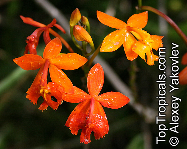 Epidendrum sp., Reed Orchid, Epidendrum Orchid, Clustered Flowers Orchid. Epidendrum radicans