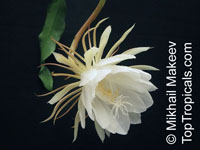 Epiphyllum oxypetalum, Belle de Nuit, Lady of the Night, Queen of the Night, Night blooming Cereus, Dutchman's Pipe

Click to see full-size image