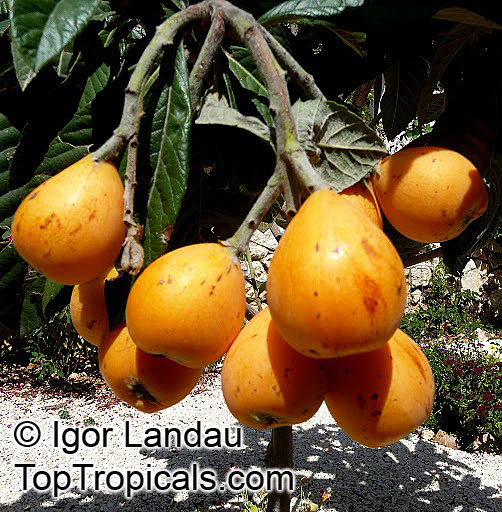 Loquat tree Champagne, grafted (Eriobotrya japonica)