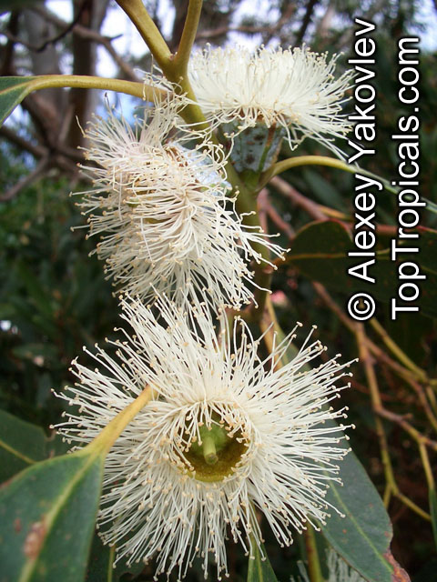 Eucalyptus sp., Eucalyptus. Eucalyptus globulus