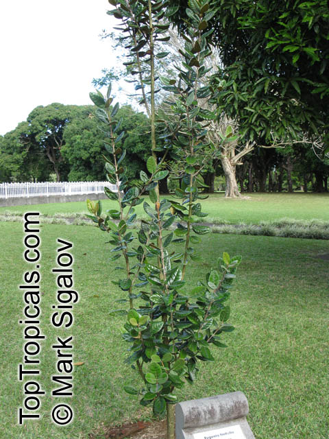 Eugenia tinifolia, Bois de Clous