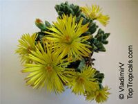 Faucaria sp., Tiger Jaws

Click to see full-size image