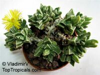 Faucaria sp., Tiger Jaws

Click to see full-size image