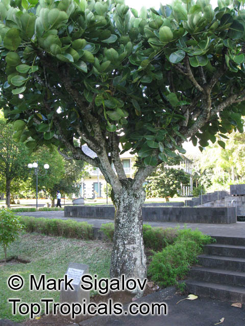 Gastonia mauritiana, Bois Boeuf, Bois d'Eponge