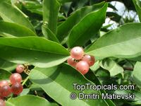Glycosmis pentaphylla, Limonia pentaphylla, Ash sheora, Orangeberry, Rum Berry, Gin Berry

Click to see full-size image