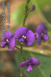 Hardenbergia sp. , Coral Pea

Click to see full-size image