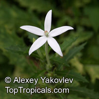 Hippobroma longiflora, Star of Bethlehem

Click to see full-size image