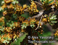 Hippophae rhamnoides, Sea Buckthorn

Click to see full-size image
