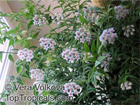 Hoya bella, Beautiful Hoya, Pretty Waxflower

Click to see full-size image