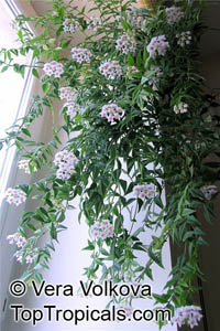 Hoya bella, Beautiful Hoya, Pretty Waxflower

Click to see full-size image