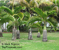 Hyophorbe lagenicaulis, Mascarena lagenicaulis, Bottle Palm

Click to see full-size image
