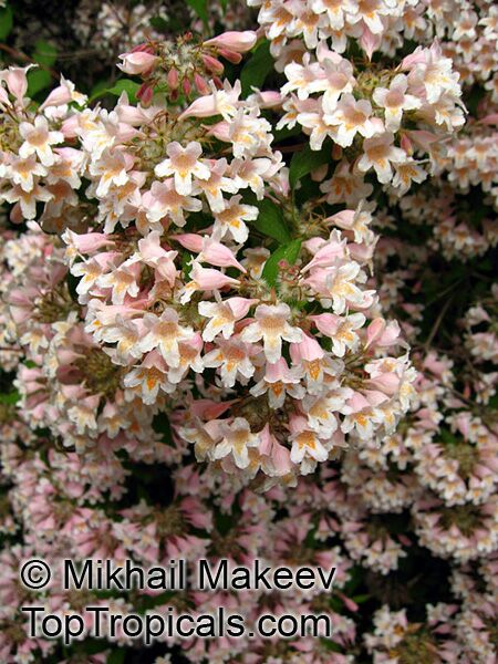 Kolkwitzia amabilis, Linnaea amabilis, Beauty Bush