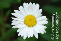 Leucanthemum sp., Field Daisy, Ox Eye, Love-Me-Love-Me-Not, Marguerite, Moon Daisy 

Click to see full-size image