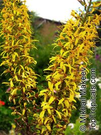Ligularia sp., Leopard Plant

Click to see full-size image