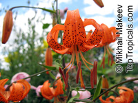 Lilium sp., Lily

Click to see full-size image