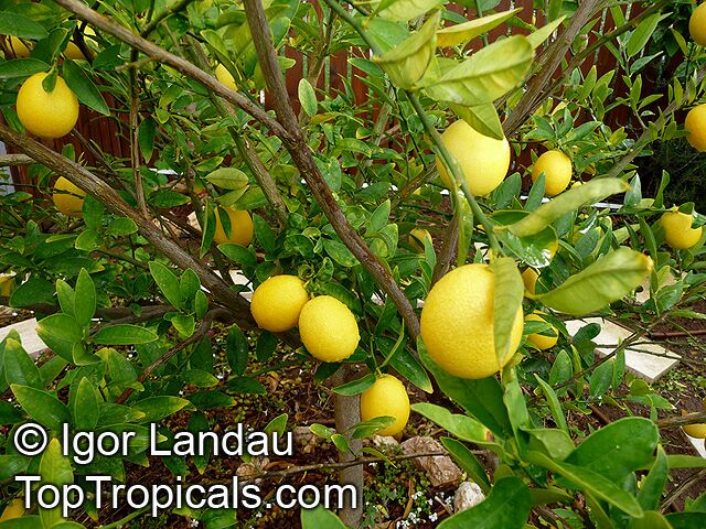 Citrus aurantifolia, Mexican Lime, Key lime, West Indian lime. Limequat