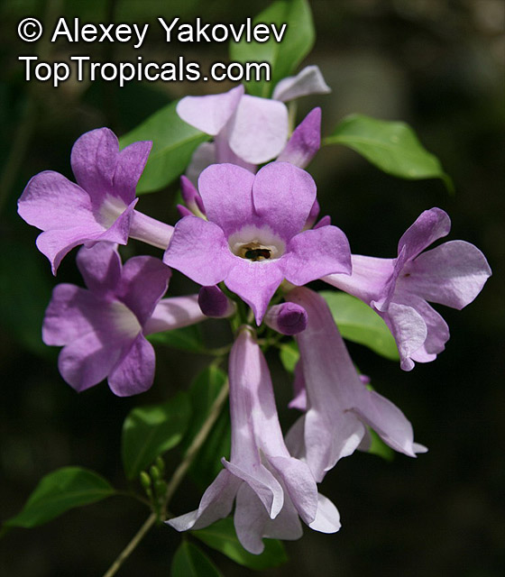 Cydista Aequinoctialis False Garlic Garlic Vine Guard Withe 10 Seeds