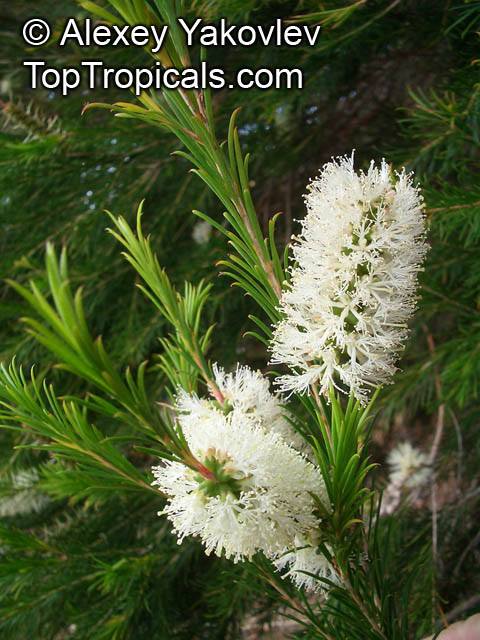 Melaleuca ericifolia, Swamp Paperbark, Australian Rosalina