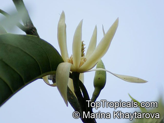 Magnolia champaca, Michelia champaca, Joy Perfume Tree, Huang Yu Lan, Safa. Magnolia champaca var. alba