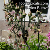 Nectaroscordum siculum, Allium siculum,, Ornamental Onion, Mediterranean Bells

Click to see full-size image